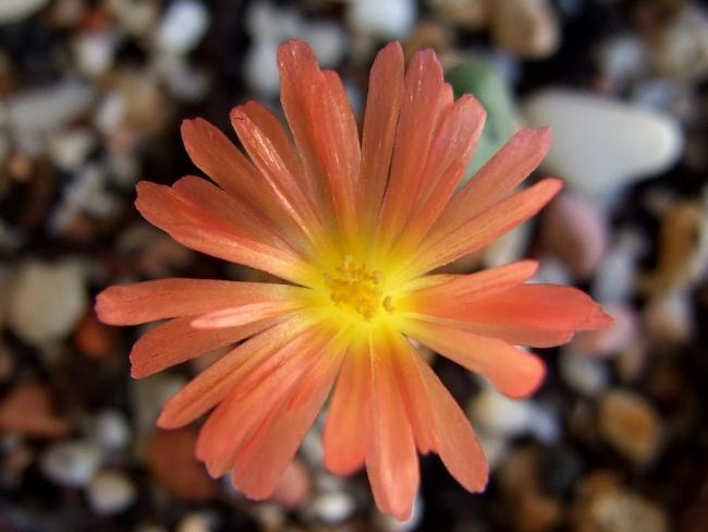 Name:  Conophytum auriflorum  velutinum  4.jpg
Views: 1490
Size:  34.2 KB