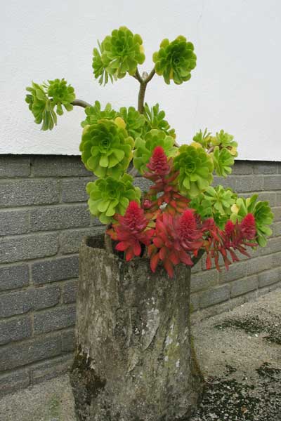 Name:  Echeveria-rosea.jpg
Views: 14356
Size:  33.8 KB