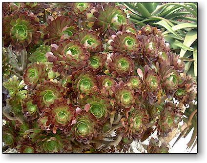 Name:  JEMAeoniumAtropurpureum.jpg
Views: 13413
Size:  56.0 KB
