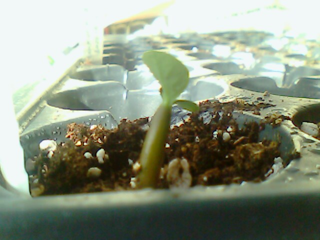Name:  picture-1-23.05.09.jpg
Views: 1759
Size:  59.8 KB