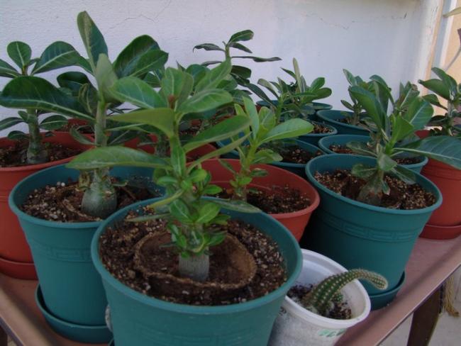 Name:  adenium.jpg
Views: 2070
Size:  46.1 KB