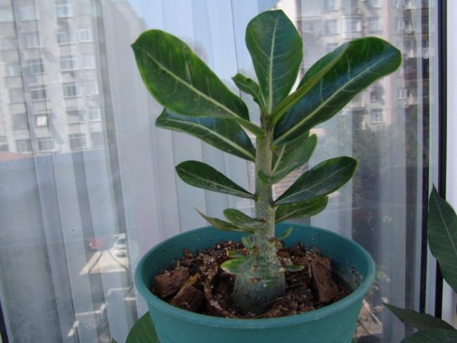 Name:  adenium 2.jpg
Views: 2060
Size:  39.7 KB