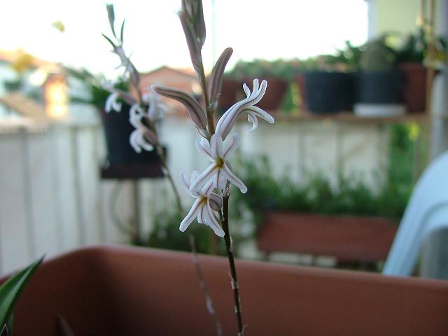 Name:  Haworthia iei - 6 haziran 2009.JPG
Views: 6126
Size:  37.9 KB