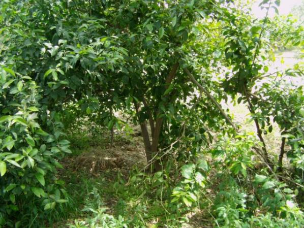 Name:  dosya1 (41) [640x480].jpg
Views: 2963
Size:  73.0 KB