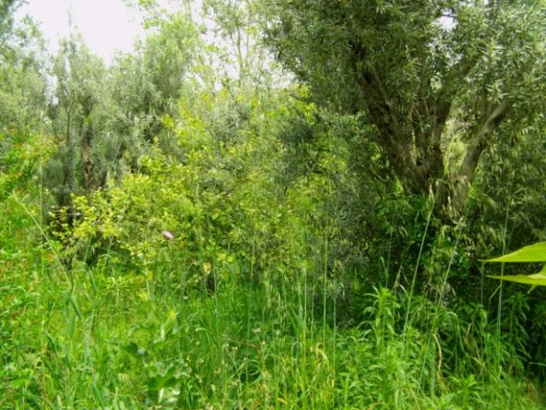 Name:  dosya1 (39) [640x480].jpg
Views: 2735
Size:  71.5 KB