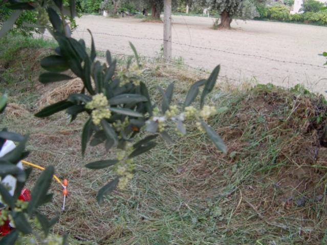 Name:  dosya1 (31) [640x480].jpg
Views: 2621
Size:  58.8 KB