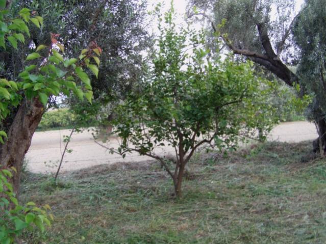 Name:  dosya1 (26) [640x480].jpg
Views: 2609
Size:  66.6 KB