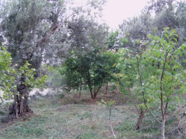 Name:  dosya1 (27) [640x480].jpg
Views: 2777
Size:  59.9 KB