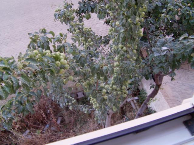 Name:  IMAG0013 [640x480].jpg
Views: 2813
Size:  56.9 KB