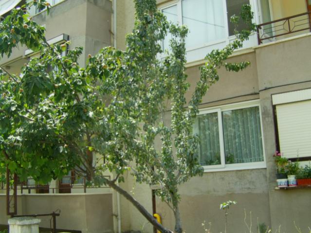 Name:  armut.jpg
Views: 2741
Size:  55.3 KB