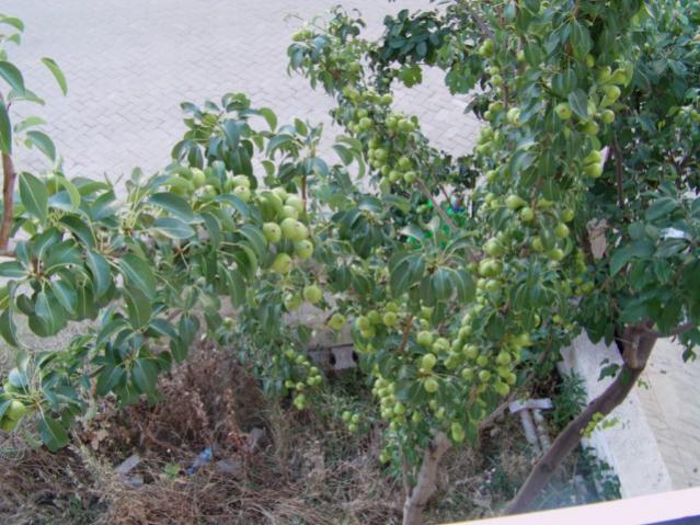 Name:  IMAG0002 [640x480].jpg
Views: 2548
Size:  63.3 KB