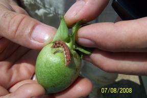 Name:  yesilkurt.jpg
Views: 1449
Size:  9.5 KB