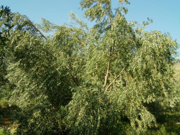Name:  kumba2 (107) [640x480].jpg
Views: 2479
Size:  72.7 KB