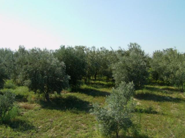 Name:  kumba2 (109) [640x480].jpg
Views: 2693
Size:  40.8 KB