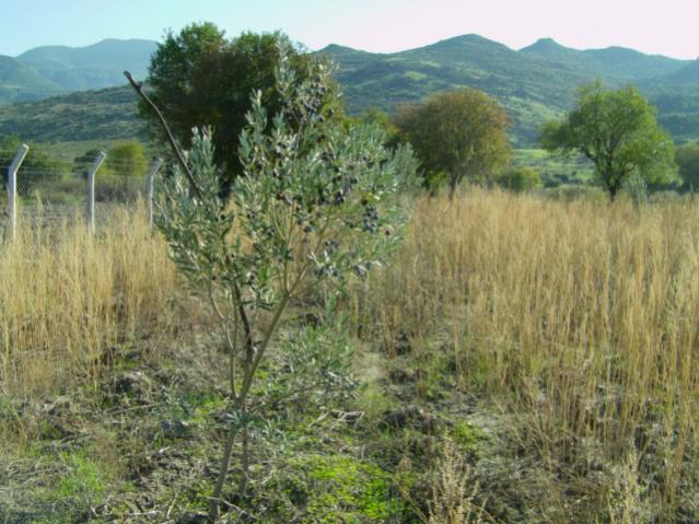 Name:  kekikli (6) [640x480].jpg
Views: 2060
Size:  60.9 KB