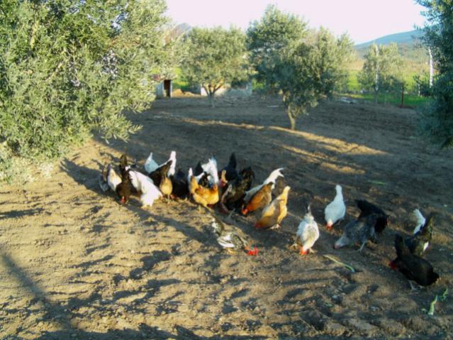 Name:  IMAG0010 [640x480].jpg
Views: 4324
Size:  68.6 KB