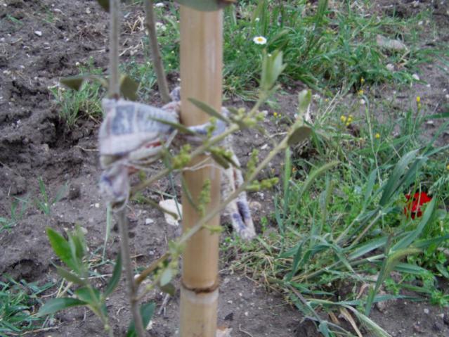 Name:  IMAG0005 [640x480].jpg
Views: 2505
Size:  62.3 KB