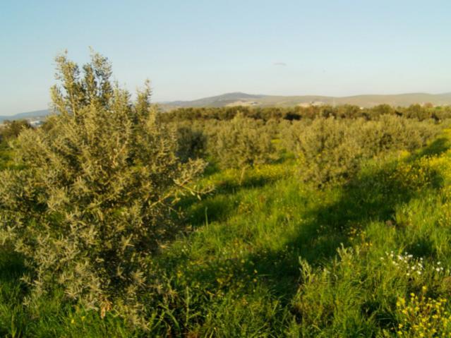 Name:  IMAG0083 [640x480] (2).jpg
Views: 2595
Size:  54.5 KB