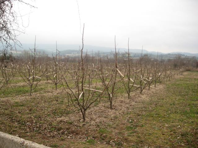 Name:  IMG_3654_1.jpg
Views: 1106
Size:  51.9 KB