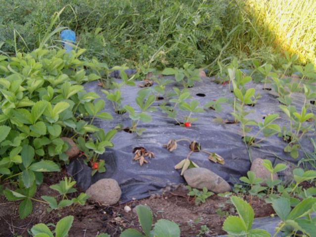 Name:  IMAG0022 [640x480].jpg
Views: 2219
Size:  61.2 KB