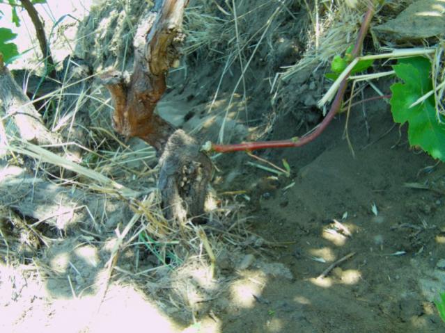 Name:  kumba5 (29) [640x480].jpg
Views: 2096
Size:  62.0 KB
