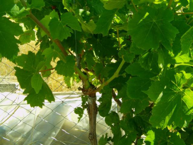 Name:  kumba5 (32) [640x480].jpg
Views: 2074
Size:  48.8 KB