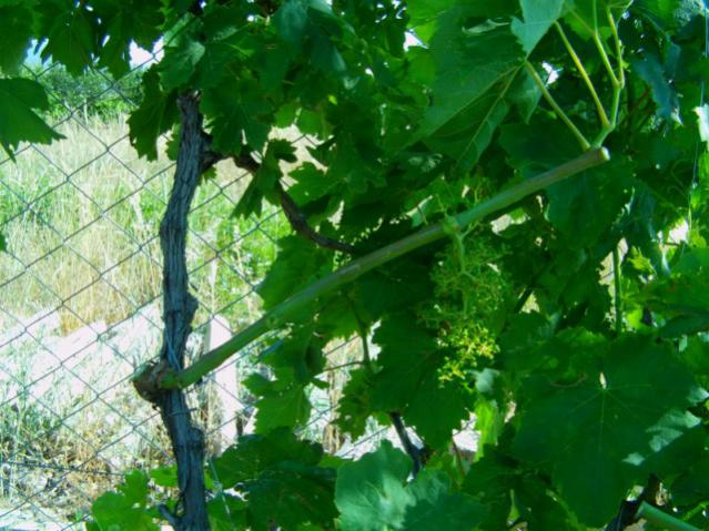Name:  kumba5 (35) [640x480].jpg
Views: 1981
Size:  59.1 KB