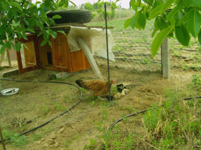 Name:  kumba5 (4) [640x480].jpg
Views: 3886
Size:  60.7 KB