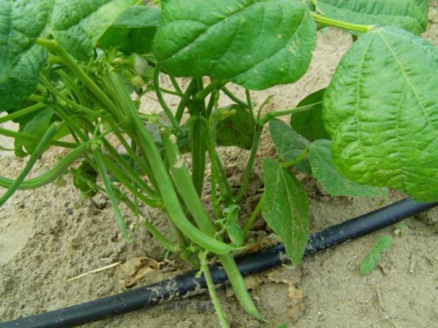 Name:  kumlu ba (65).jpg
Views: 3808
Size:  55.5 KB