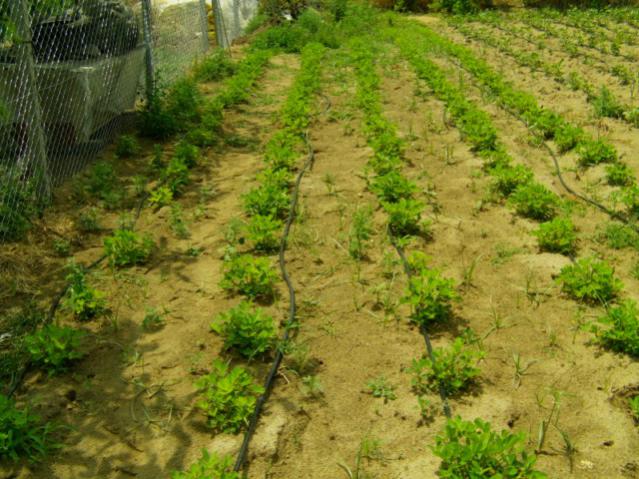 Name:  kumlu ba (57).jpg
Views: 3768
Size:  65.2 KB