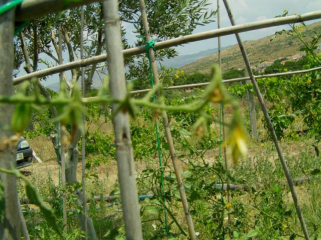 Name:  IMAG0011 [640x480].jpg
Views: 2876
Size:  65.8 KB