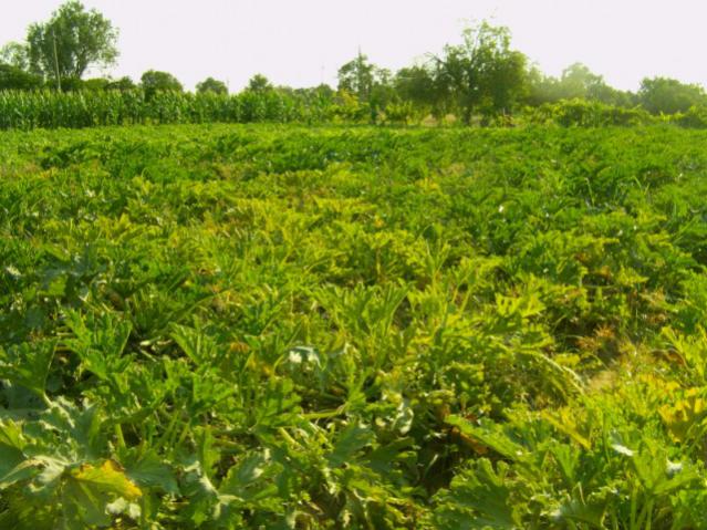 Name:  IMAG0032 [640x480].jpg
Views: 3502
Size:  65.9 KB