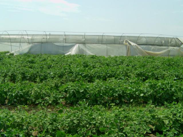 Name:  ubyi ziyaretleri (30).jpg
Views: 3498
Size:  53.3 KB