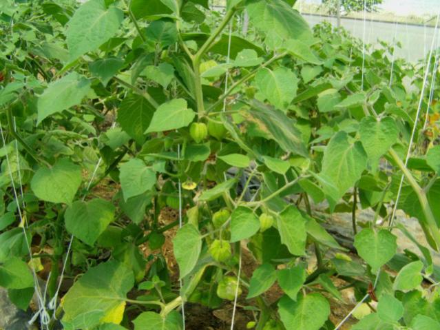 Name:  ubyi ziyaretleri (35).jpg
Views: 3265
Size:  60.2 KB