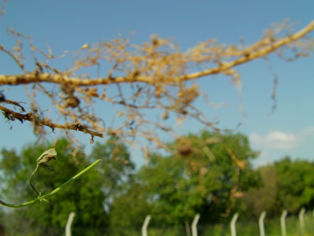 Name:  IMAG0052 [640x480].JPG
Views: 2065
Size:  52.7 KB