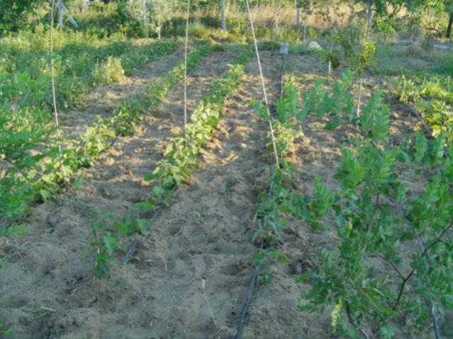 Name:  IMAG0017 [640x480].jpg
Views: 2101
Size:  62.8 KB