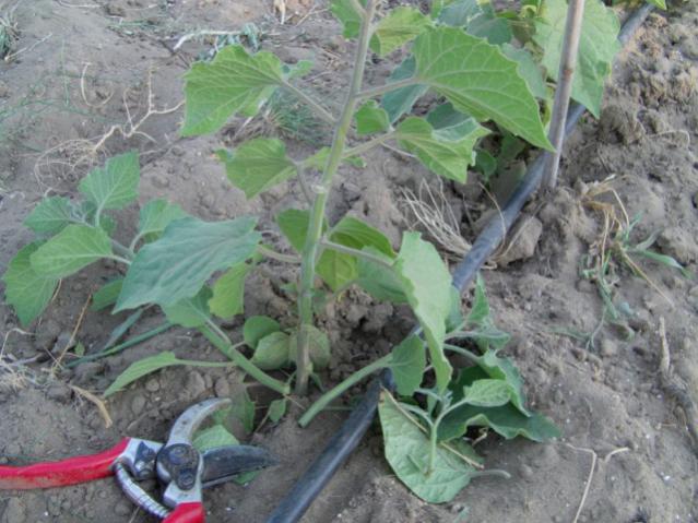 Name:  IMAG0021 [640x480].jpg
Views: 2151
Size:  55.1 KB
