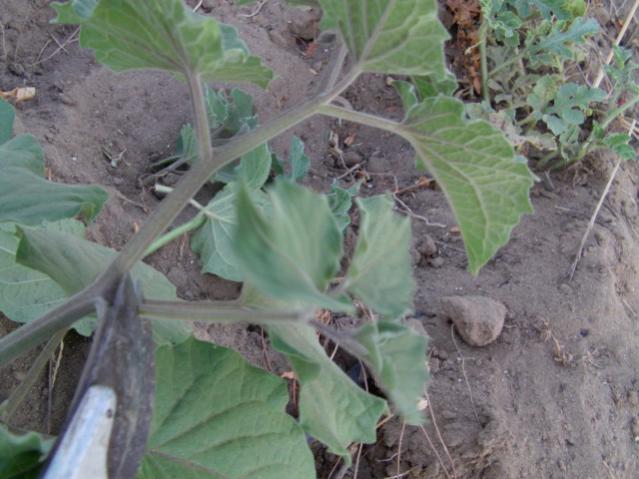 Name:  IMAG0033 [640x480].jpg
Views: 2364
Size:  46.5 KB