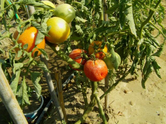 Name:  IMAG0002 [640x480].jpg
Views: 2026
Size:  65.6 KB