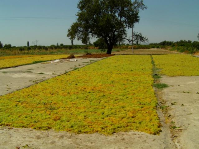 Name:  IMAG0050 [640x480].jpg
Views: 1501
Size:  47.5 KB