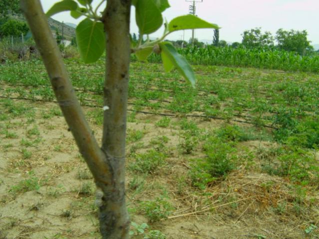 Name:  kumlu ba (42).jpg
Views: 54133
Size:  57.6 KB