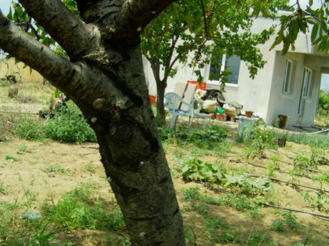 Name:  kumlu ba (45).jpg
Views: 54632
Size:  65.1 KB