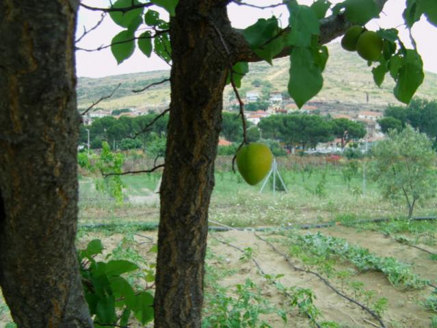 Name:  kumlu ba (48).jpg
Views: 53265
Size:  53.7 KB