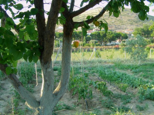 Name:  IMAG0011 [640x480] (2).jpg
Views: 53211
Size:  60.2 KB