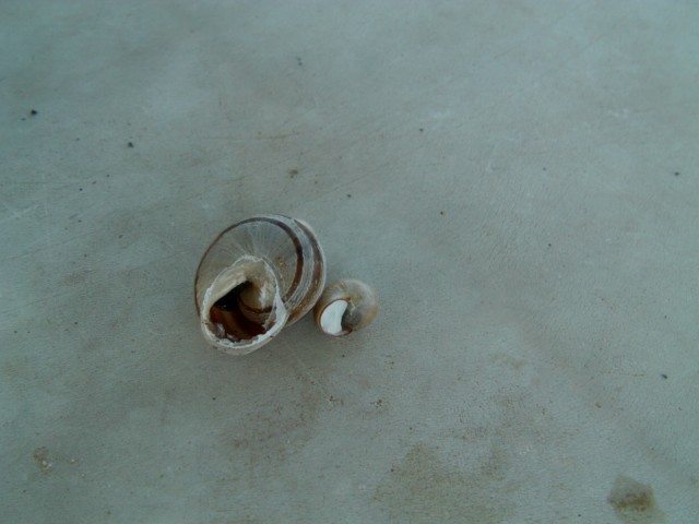 Name:  IMAG0005 [640x480] (2).JPG
Views: 52812
Size:  47.3 KB