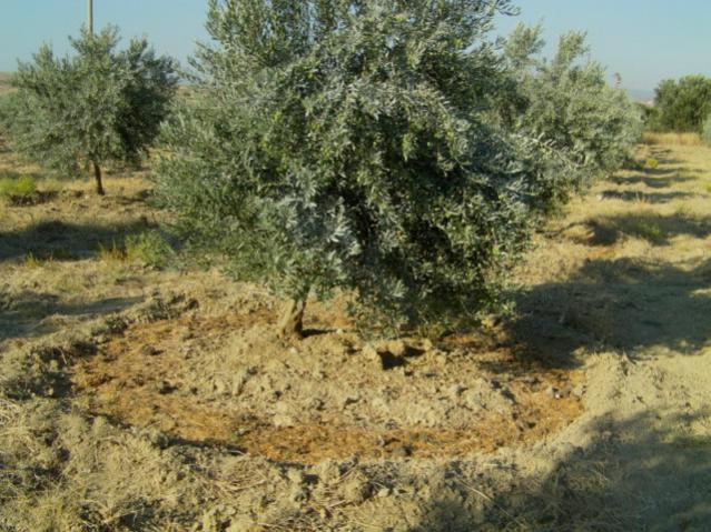Name:  gmekaolin (25).jpg
Views: 1808
Size:  69.0 KB
