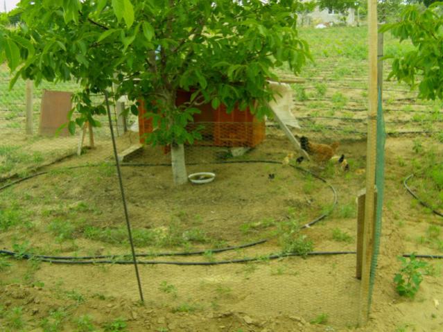 Name:  kumba5 (3) [640x480].jpg
Views: 784
Size:  57.7 KB