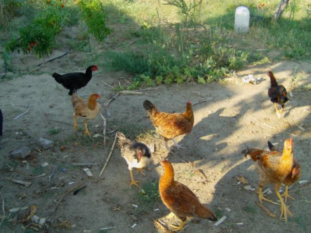 Name:  IMAG0037 [640x480].jpg
Views: 767
Size:  54.7 KB