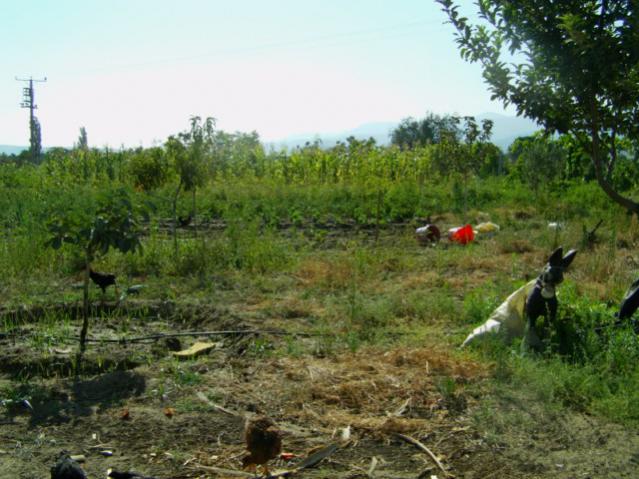 Name:  IMAG0078 [640x480].jpg
Views: 775
Size:  56.6 KB