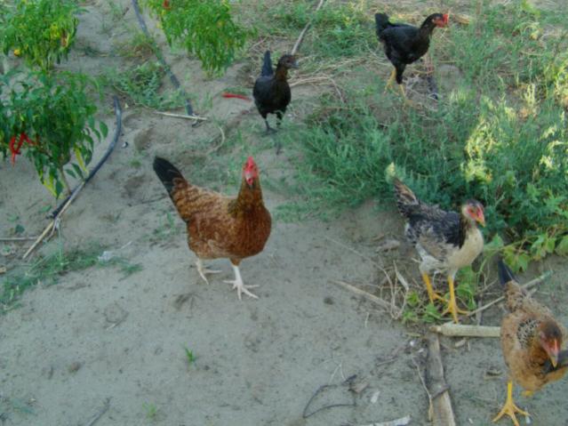 Name:  IMAG0034 [640x480].jpg
Views: 1019
Size:  53.0 KB